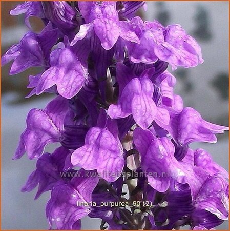 Linaria purpurea