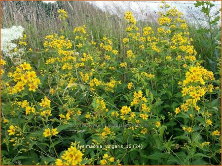 Lysimachia vulgaris