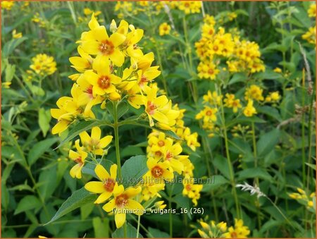 Lysimachia vulgaris