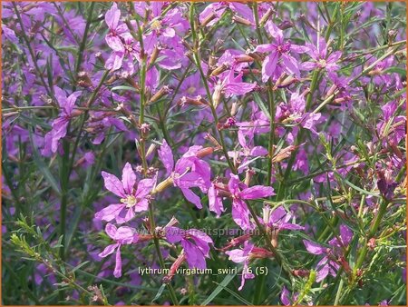 Lythrum virgatum &#39;Swirl&#39;