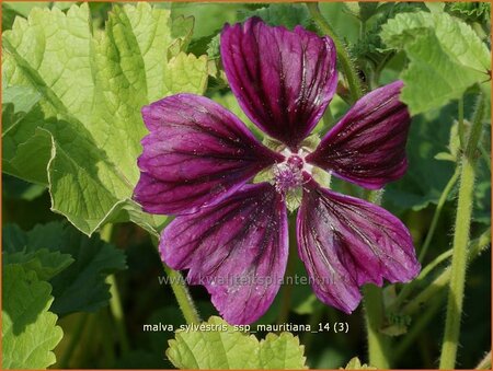 Malva sylvestris ssp. mauritanica