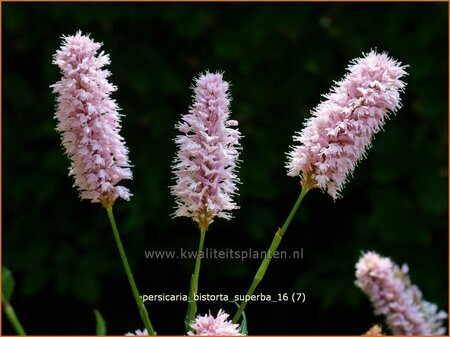 Persicaria bistorta &#39;Superba&#39;