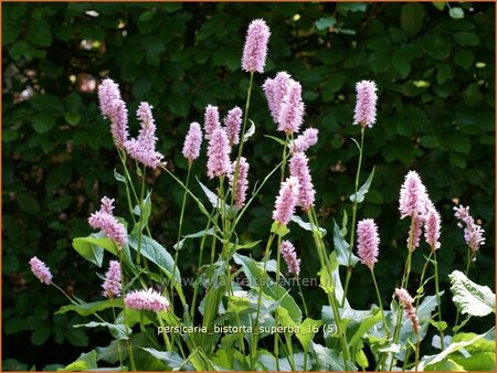 Persicaria bistorta &#39;Superba&#39;