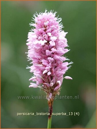 Persicaria bistorta &#39;Superba&#39;