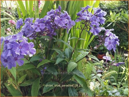 Phlox &#39;Blue Paradise&#39;