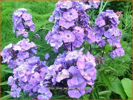 Phlox &#39;Blue Paradise&#39;