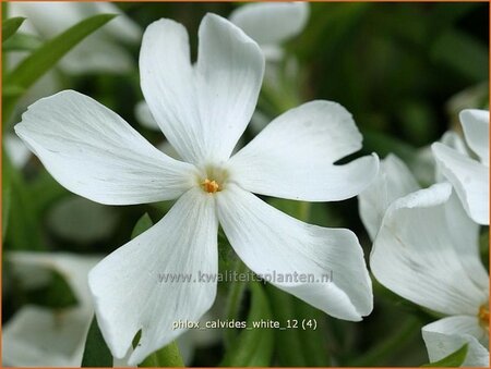 Phlox &#39;Calvides White&#39;