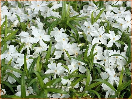 Phlox &#39;Calvides White&#39;