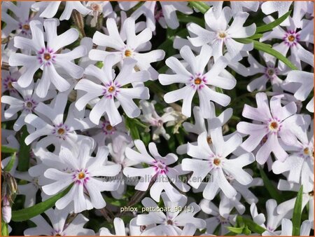 Phlox &#39;Petticoat&#39;