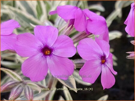 Phlox procumbens &#39;Variegata&#39;