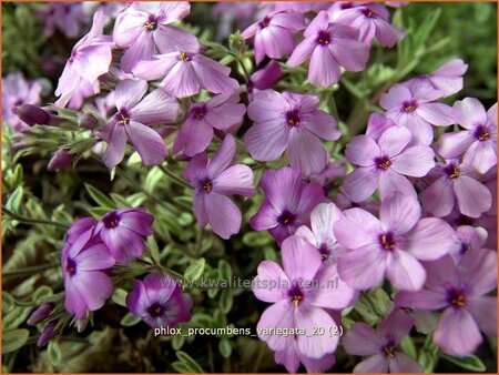 Phlox procumbens &#39;Variegata&#39;