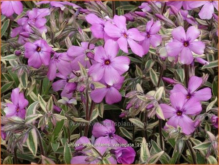 Phlox procumbens &#39;Variegata&#39;