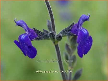 Salvia greggii &#39;Blue Note&#39;