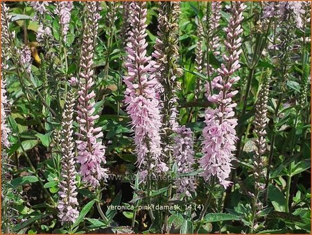 Veronica longifolia &#39;Pink Damask&#39;