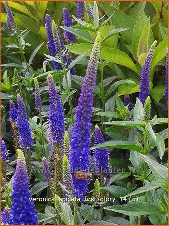 Veronica &#39;First Glory&#39;