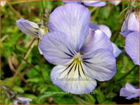 Viola cornuta &#39;Icy but Spicy&#39;