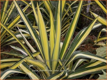 Yucca filamentosa &#39;Color Guard&#39;