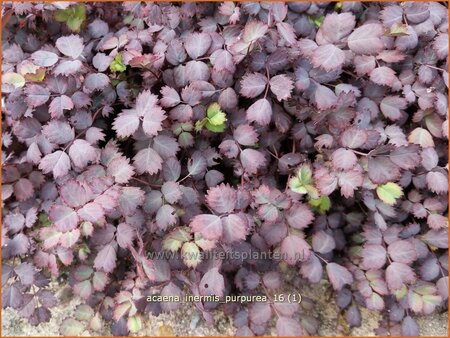 Acaena inermis &#39;Purpurea&#39;