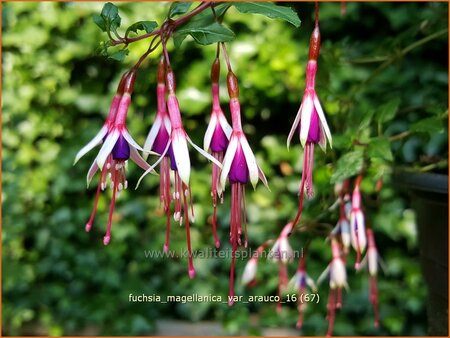 Fuchsia magellanica var. arauco