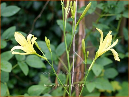 Hemerocallis altissima