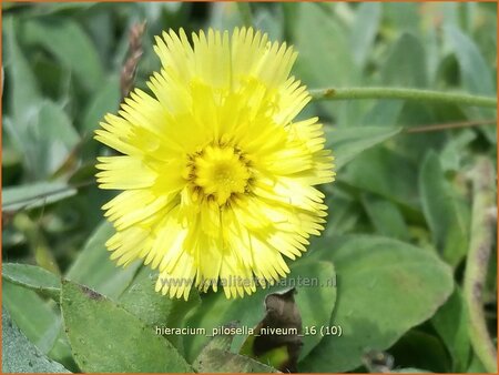 Hieracium pilosella &#39;Niveum&#39;