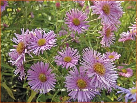 Aster novae-angliae &#39;Rosa Sieger&#39;