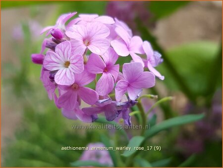 Aethionema armenum &#39;Warley Rose&#39;