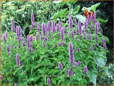 Agastache foeniculum