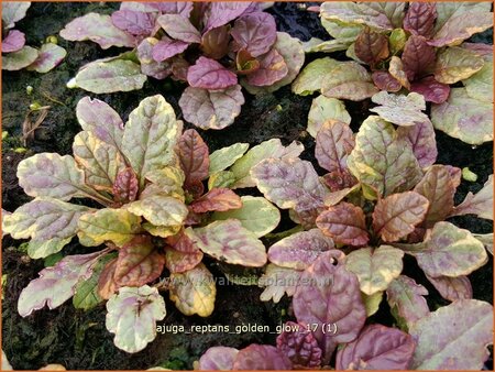 Ajuga reptans &#39;Golden Glow&#39;