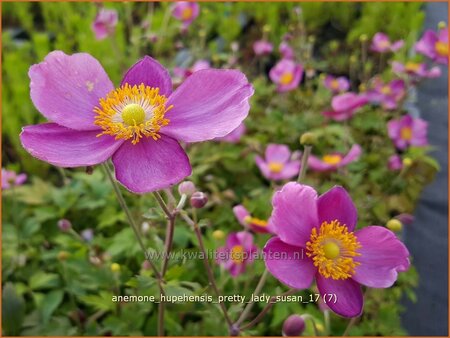 Anemone hupehensis &#39;Pretty Lady Susan&#39;