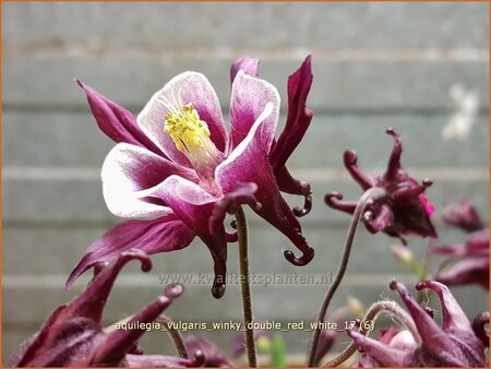 Aquilegia vulgaris &#39;Winky Double Red White&#39;