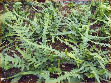 Asplenium ebenoides