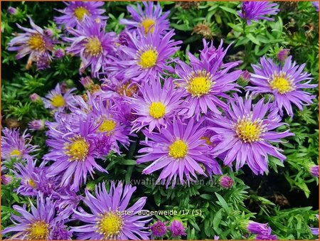 Aster &#39;Augenweide&#39;