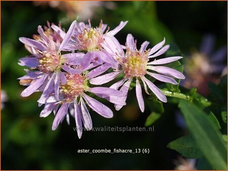 Aster &#39;Coombe Fishacre&#39;