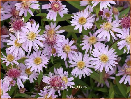 Aster &#39;Coombe Fishacre&#39;