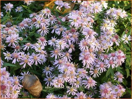 Aster &#39;Coombe Fishacre&#39;