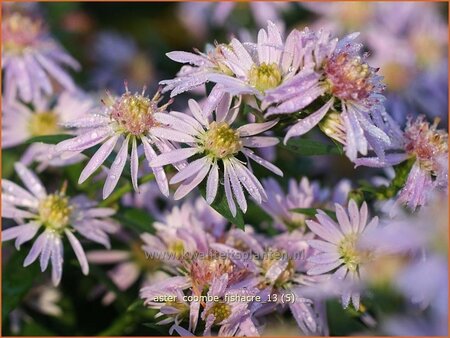 Aster &#39;Coombe Fishacre&#39;