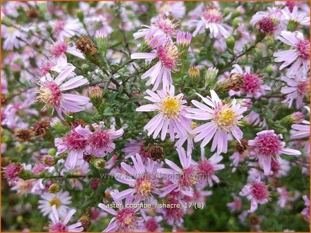 Aster &#39;Coombe Fishacre&#39;