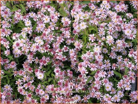 Aster &#39;Coombe Fishacre&#39;