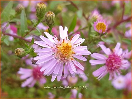 Aster &#39;Coombe Fishacre&#39;