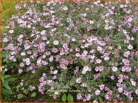 Aster &#39;Coombe Fishacre&#39;