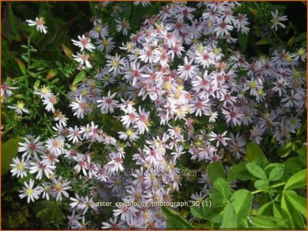 Aster cordifolius &#39;Photograph&#39;