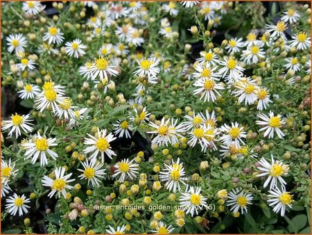 Aster ericoides &#39;Golden Spray&#39;