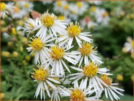 Aster ericoides &#39;Golden Spray&#39;