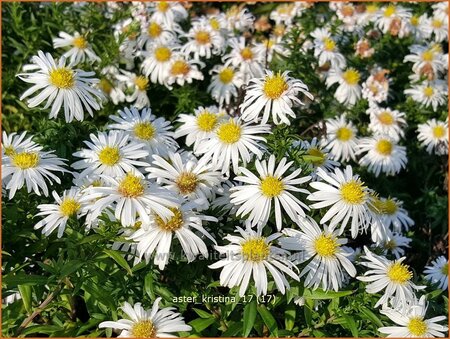 Aster &#39;Kristina&#39;