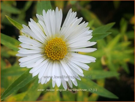 Aster novae-angliae &#39;Herbstschnee&#39;