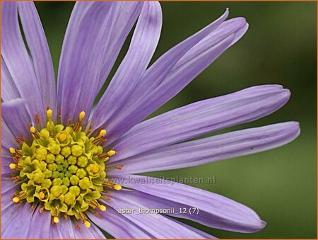 Aster thomsonii