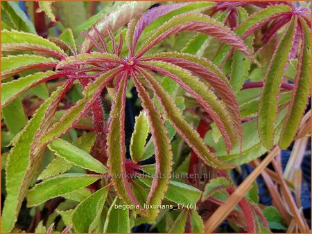 Begonia luxurians