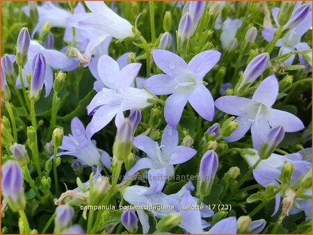 Campanula portenschlagiana &#39;Liselotte&#39;