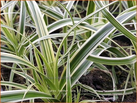 Carex &#39;Feather Falls&#39;